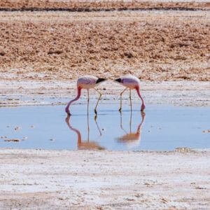 Flamingos on an altiplano lagoon, Atacama Desert, Chile