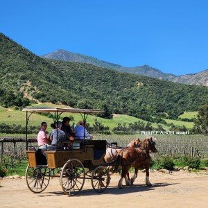 Horse carriage ride at Montes winery, Chile
