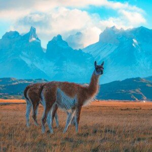 Guanacos in Patagonia, Chile