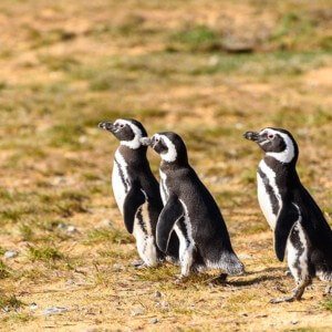 Penguins in Chilean Patagonia