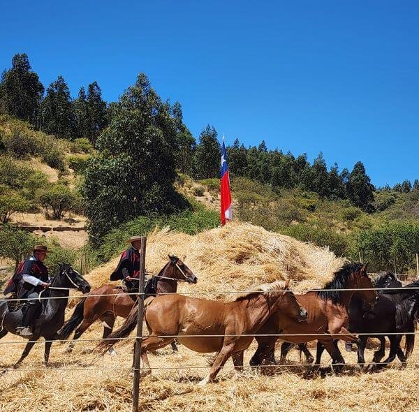 Traditional trilla with horses, Colchagua, Chile